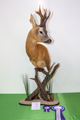 capriolo